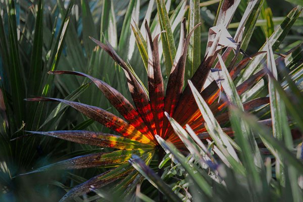 Colorful Palmetto