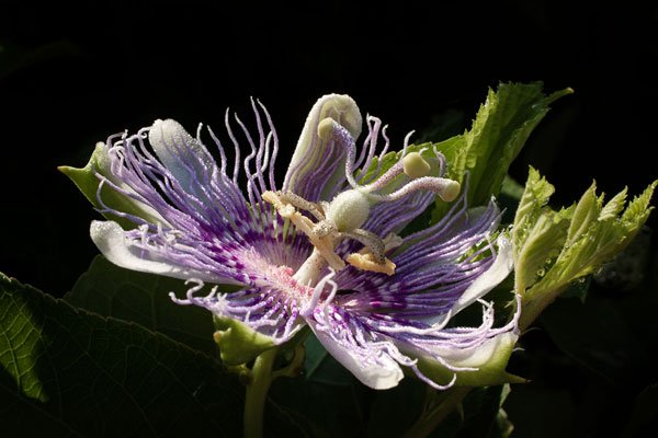 Purple Passion Flower