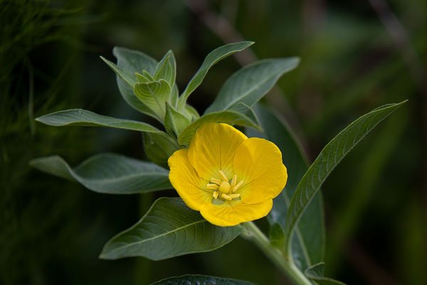 Primrose Willow