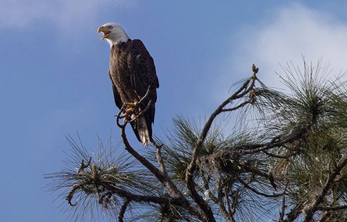 Bald Eagle Calling