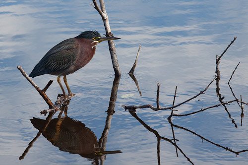 Green Heron