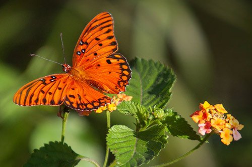 Gulf Fritillary