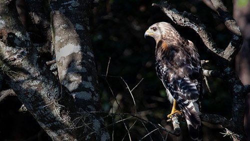 Red Shouldered Hawk