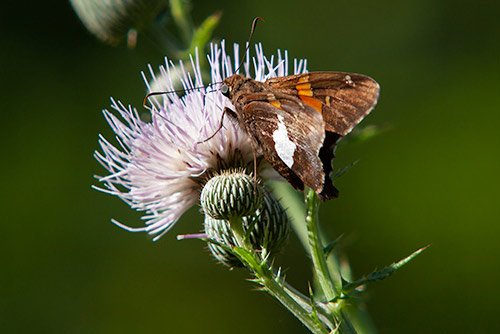 Skipper on a Thistle
