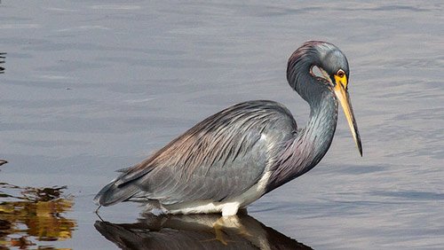 Tri-Colored Heron Stalking